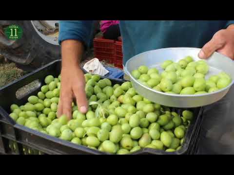 Spot Virgin Olive Oil