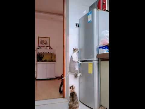 Куда пропадают продукты из холодильника?