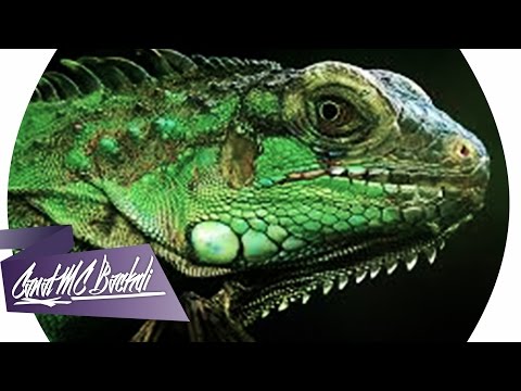Bichinho de estimação do Mc Backdi essa éa Ana Iguana Verde 1 metro de comprimento