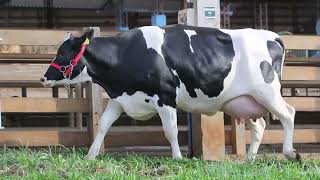 LOTE 29 - 5615