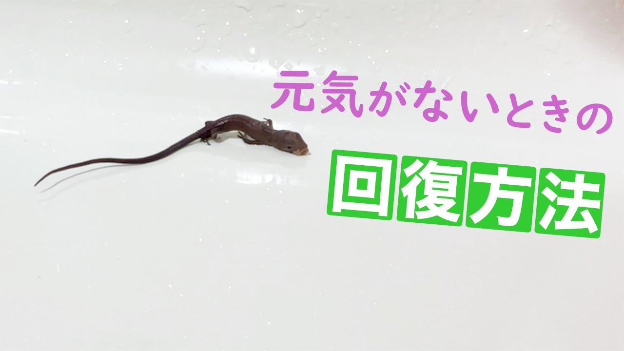 元気がなくなったカナヘビの回復方法