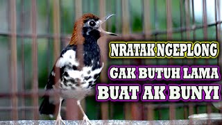 Download lagu HITUNGAN DETIK NYAUT ❗ PANCINGAN ANIS KEMBANG, ANIS KEMBANG NRATAK NGEPLONG mp3