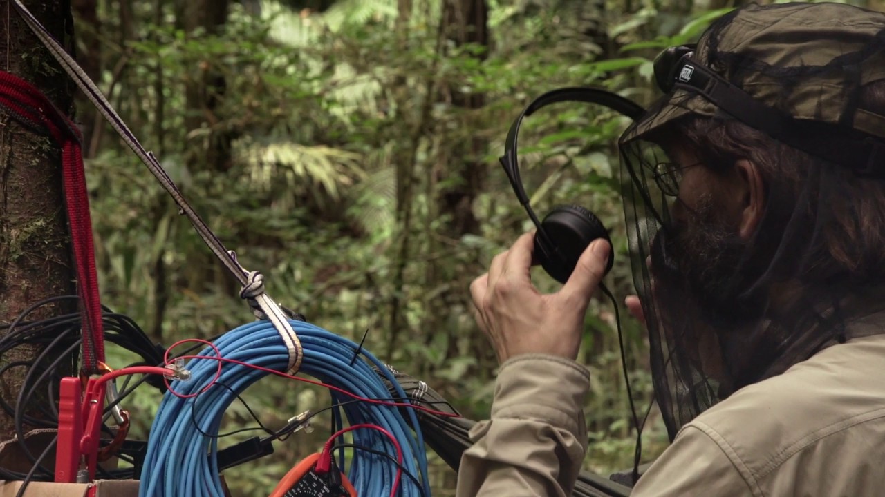 "DUSK CHORUS" - trailer EN