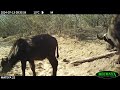 Mateya Trailcam