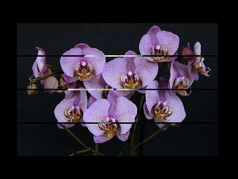 kucoba untuk bertahan Pance F.Pondaag