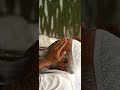 Arshil Ahade New One WhatsApp Status Shadow Dude