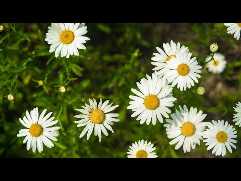 Review Đi qua Hoa Cúc   Chuyện tình buồn của Ngà và Trường