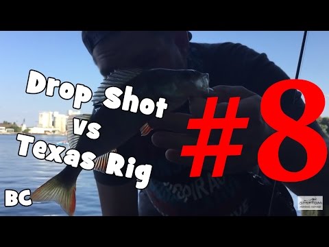 Barsch Challenge #8 / Angeln auf Barsch / Drop Shot vs Texas Rig