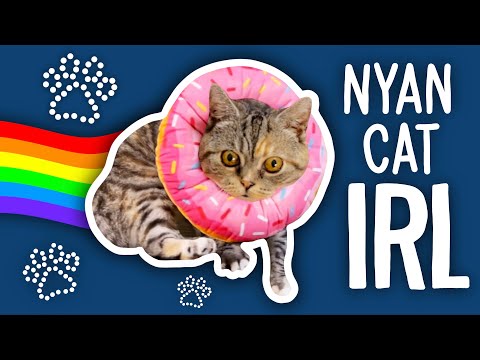 I Turned My Cat Into Nyan Cat #shorts