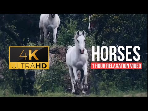 1 Hour of Amazing HORSES from Around the World with Piano Relaxation Music