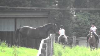 Saddle Up: Horse Play