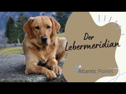 Der Lebermeridian des Hundes