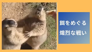 【ペット戦い】かわいいペット#youtubeshorts 　餌をめぐる熾烈な戦い #Shorts