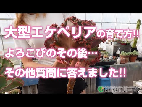 ベア・クラリスケについて詳しく解説