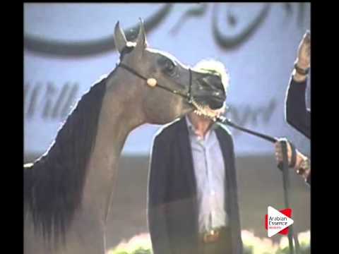 N.52 ALYA AL HAWAJER - Ajman 2016 - Yearling Fillies 1 year old (Class 1C)