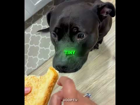 These Dogs REFUSED To Take SMALL BITES 😂🐶 #shorts #dog