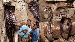 बहुत ही दुखद घटना, 34 साल की महिला को कोबरा सांप ने काट लिया, पूरा वीडियो देखिए कैसे क्या हुआ!😔🐍😱