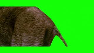 Creatures walking in front of the camera — Star Wars A New Hope green screen