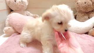 ハーフ犬の動画01
