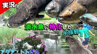 【淡水魚水族館岐阜】巨大な魚達が泳ぐ水槽が圧巻でしたオススメすべき水族館ｗ