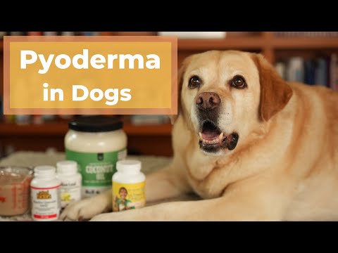 How to Treat Dog Pyoderma (Skin Infections) with Natural Remedies
