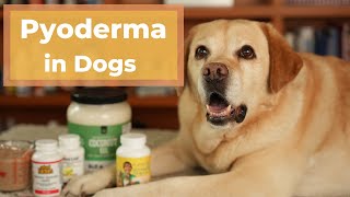 How to Treat Dog Pyoderma (Skin Infections) with Natural Remedies