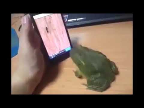 Videos chistosos LOVE YOU