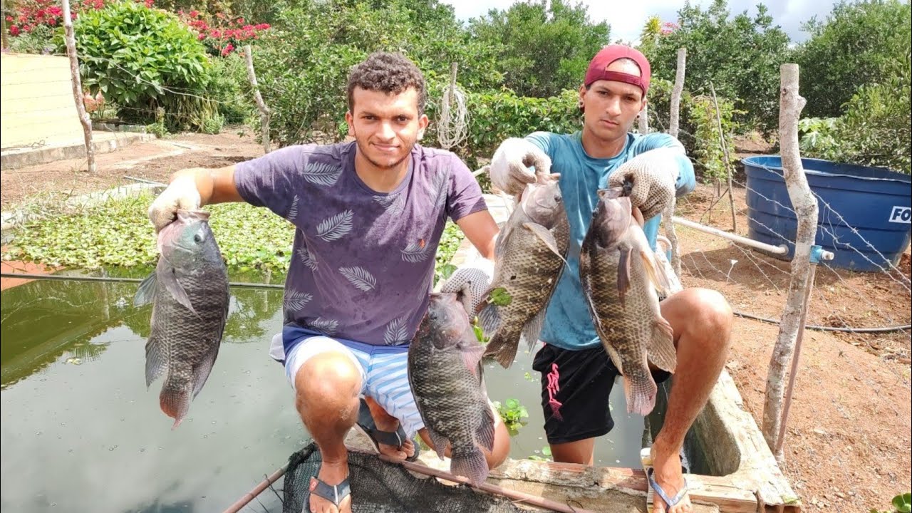 como criar tilápias com pouco espaço+cuidando da criação