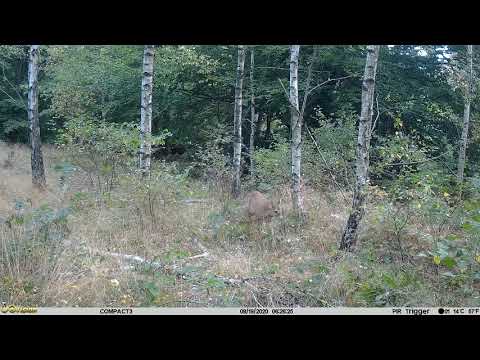 Roedeer from last summer. Date:2020-08-19