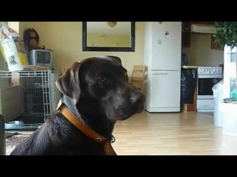 Marley Constantin the singing chocolate labrador