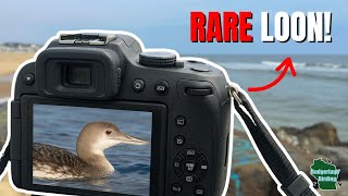 We Found A Rare Bird on the Jersey Shore!