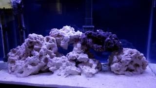 How to setup a Nano 10 gallon reef tank, day 14 cycle complete