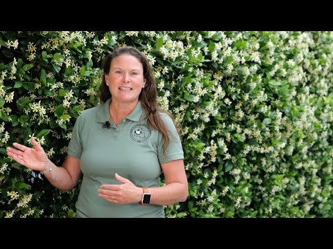 Get It Growing: Star jasmine is a southern favorite