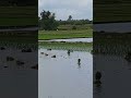 ধান বীজ রোপন Rice Seed Plants