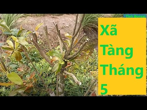 Để Mai Vàng Có Nhiều Nhánh Thì Phải Xã Tàng
