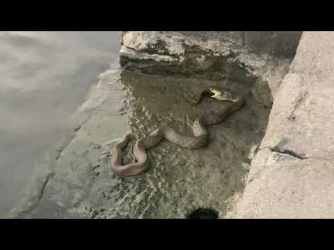 Snake 🐍 Swallowing A Fish 🐟.....Athani,Erode