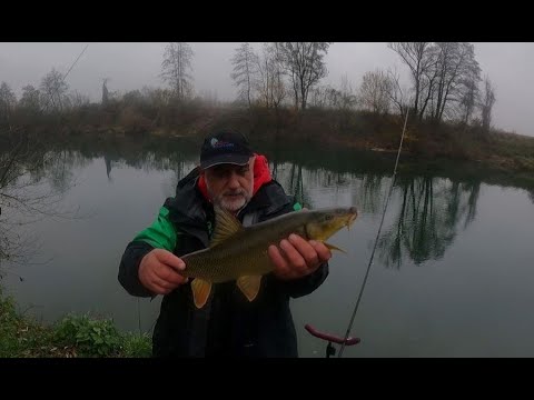 FEEDEROM: Ribolov velikih mrena na rijeci Kupi - Ninoslav Žagar