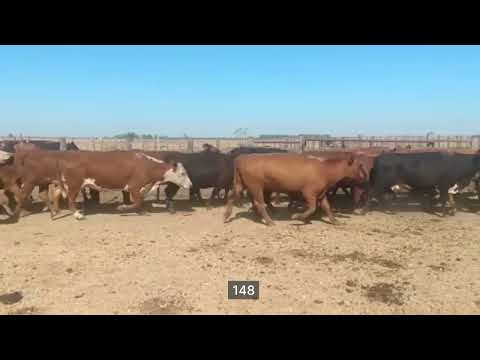 Lote 38 Vacas C/ gtia de preñez en Curuzú-Cuatiá, Corrientes