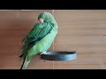 Baby Parrot Preens Himself Omu The Parrot