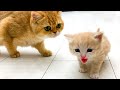 "You are not my mom!" - kittens meow loudly and meet cats Kira and Daddy