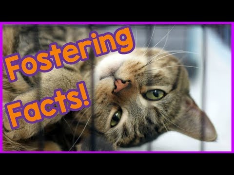 Facts About Fostering a Cat! Should You Foster a Cat and Why?