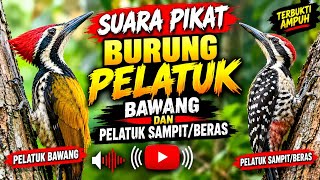 Download lagu Suara Pikat Burung Pelatuk Bawang &Sampit Terbukti Ampuh #suara #burung #pelatukbawanggacor mp3 Download lagu Suara Pikat Burung Pelatuk Bawang &Sampit Terbukti Ampuh #suara #burung #pelatukbawanggacor mp3