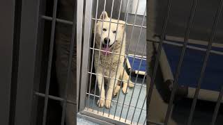 Video preview image #1 Siberian Husky Puppy For Sale in Pasadena, CA, USA