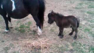 preview picture of video 'Whisper's Tuff Stuff, a cute dwarf miniature horse in Alma, WI.'