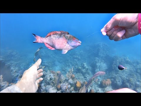 Underwater Fishing!! Catching Tropical Fish w/ my Hands!