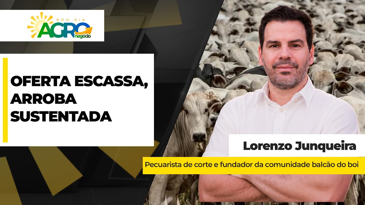 BOI firme! Escassez de animais terminados sustenta a arroba no mercado