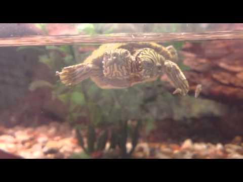 Two-Headed Turtle Thelma And Louise Dies Two-Headed Turtle Thelma And Louise Dies