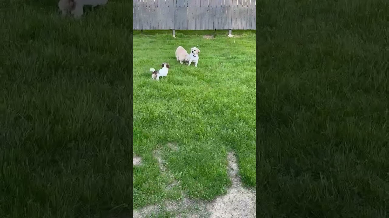 JUNIOR, a Adoptable mixed breed in Burton, MI video 5/5