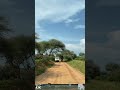 ELEPHANT TRUMPET 1