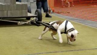 Evolution&#39;s Static Earning His Weight Pull Title at Chicago Battle of the Bulls